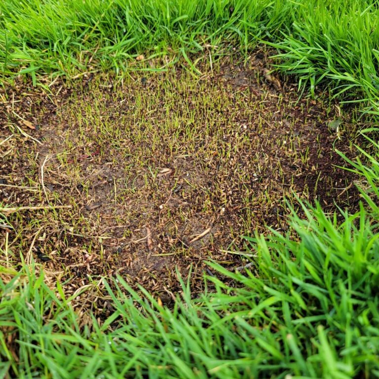 (7154) Black Beauty Patcher 7lb Jonathan Green - Lawn Bare Spot Repair - Image 3