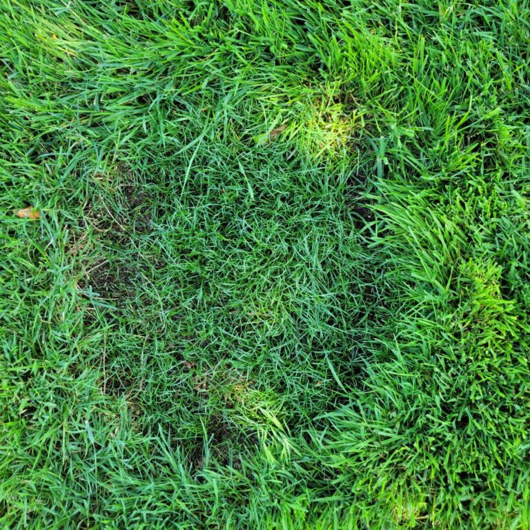(7154) Black Beauty Patcher 7lb Jonathan Green - Lawn Bare Spot Repair - Image 4