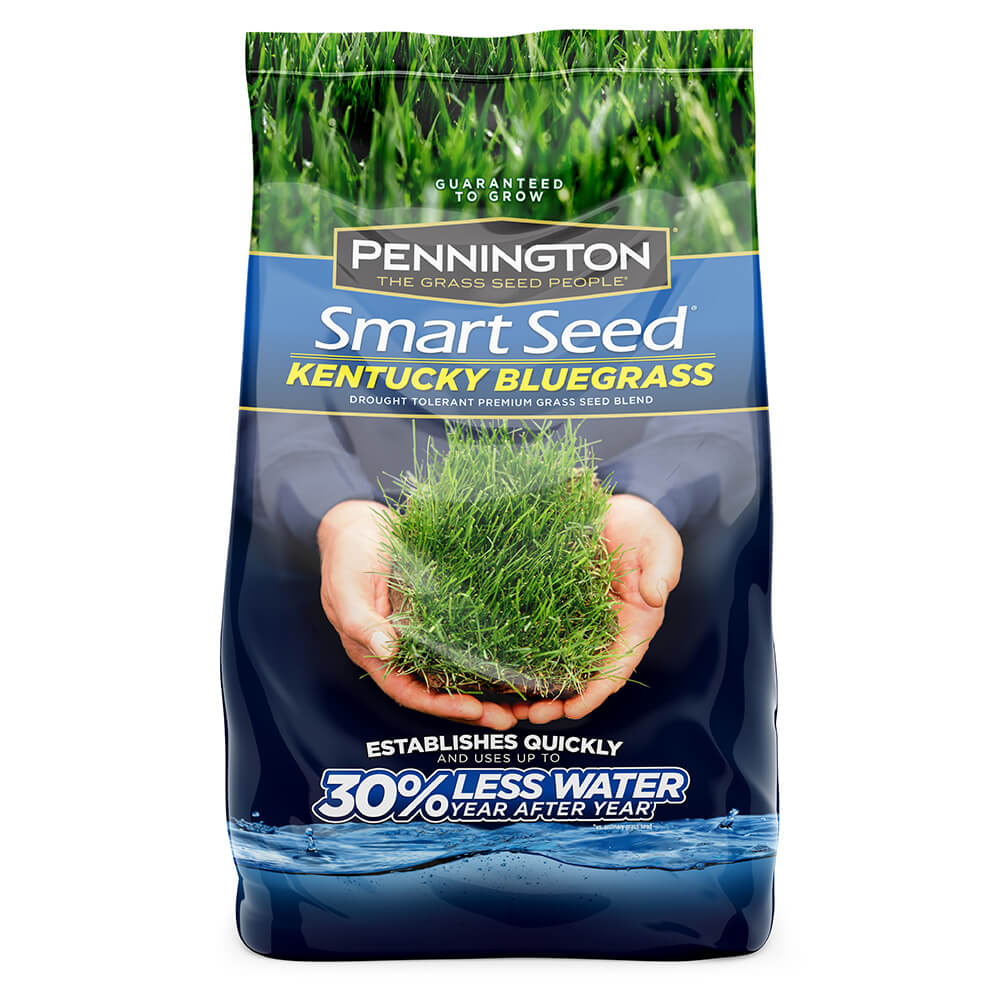 #6904 - Pennington Kentucky Bluegrass 3lb