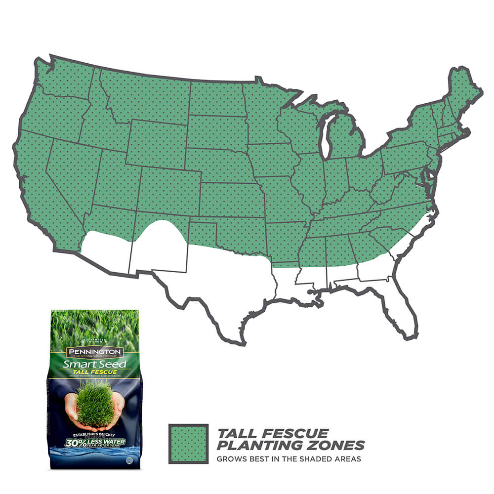 #6905 - Pennington Tall Fescue Bld 3lb - Image 2